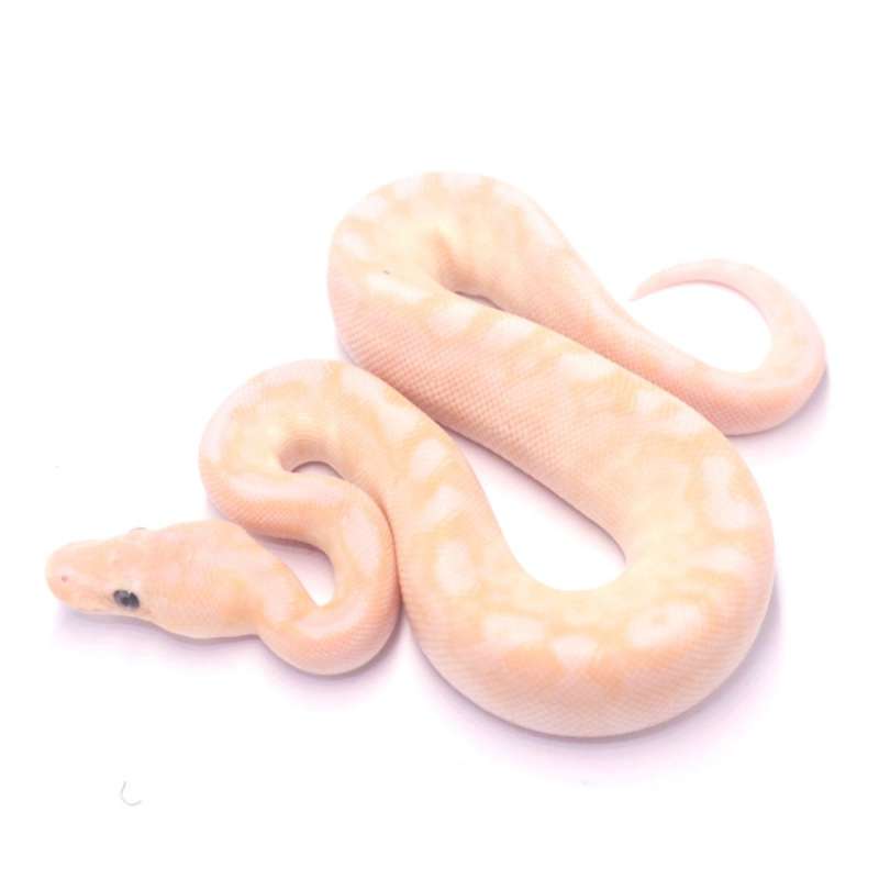 Super special spotnose poss het clown monsoon