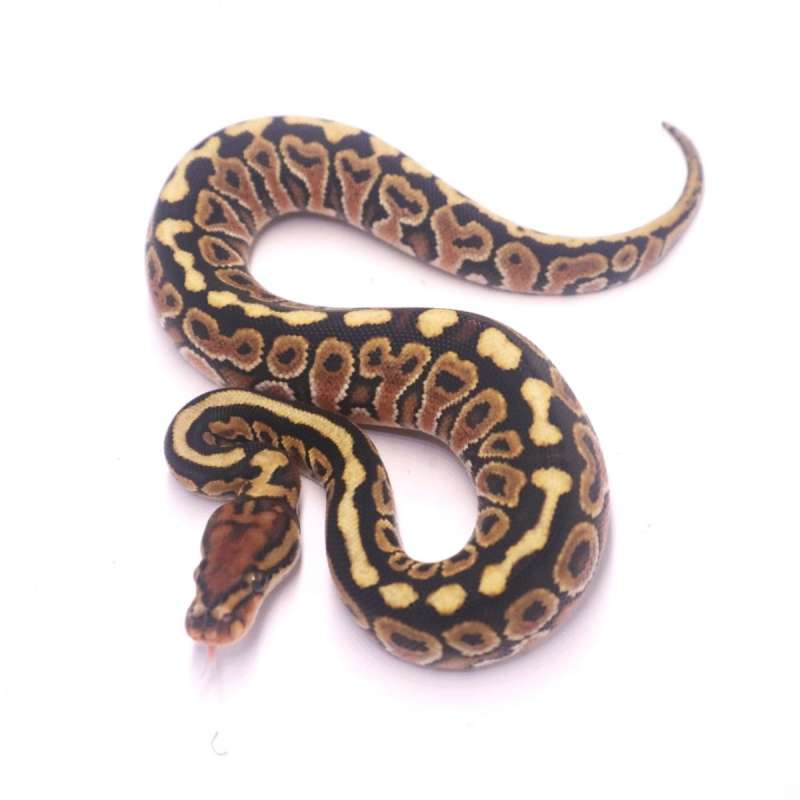 Spotnose special poss het clown monsoon