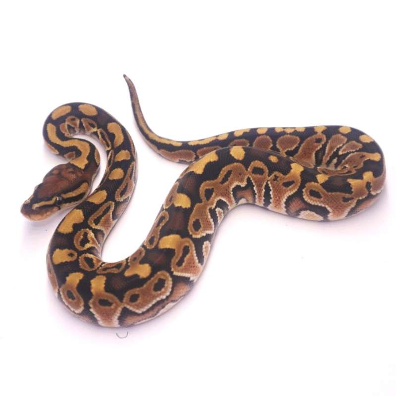 special poss het clown monsoon