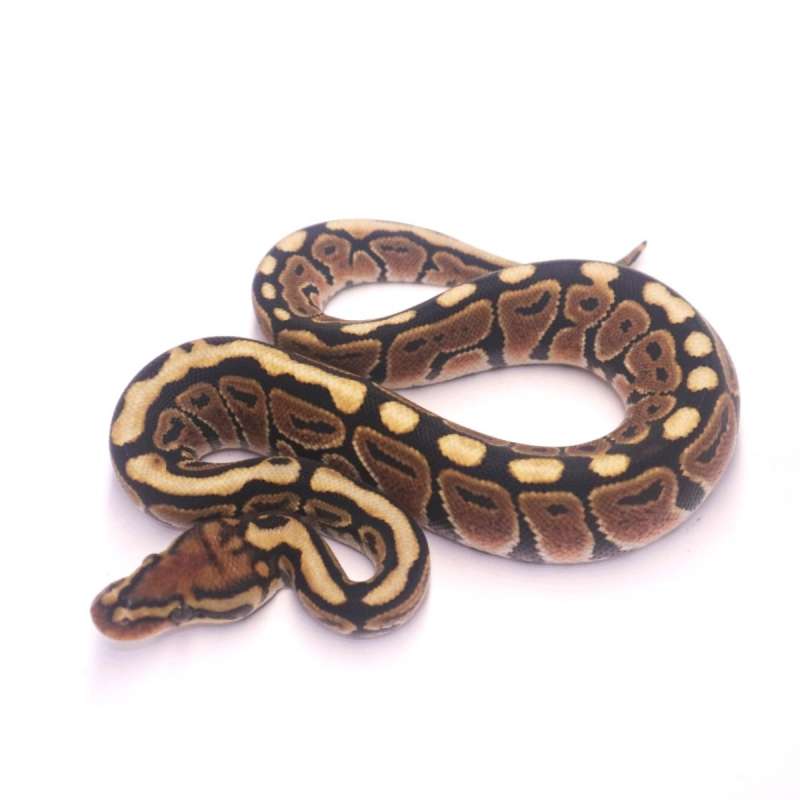 Spotnose special poss het clown monsoon