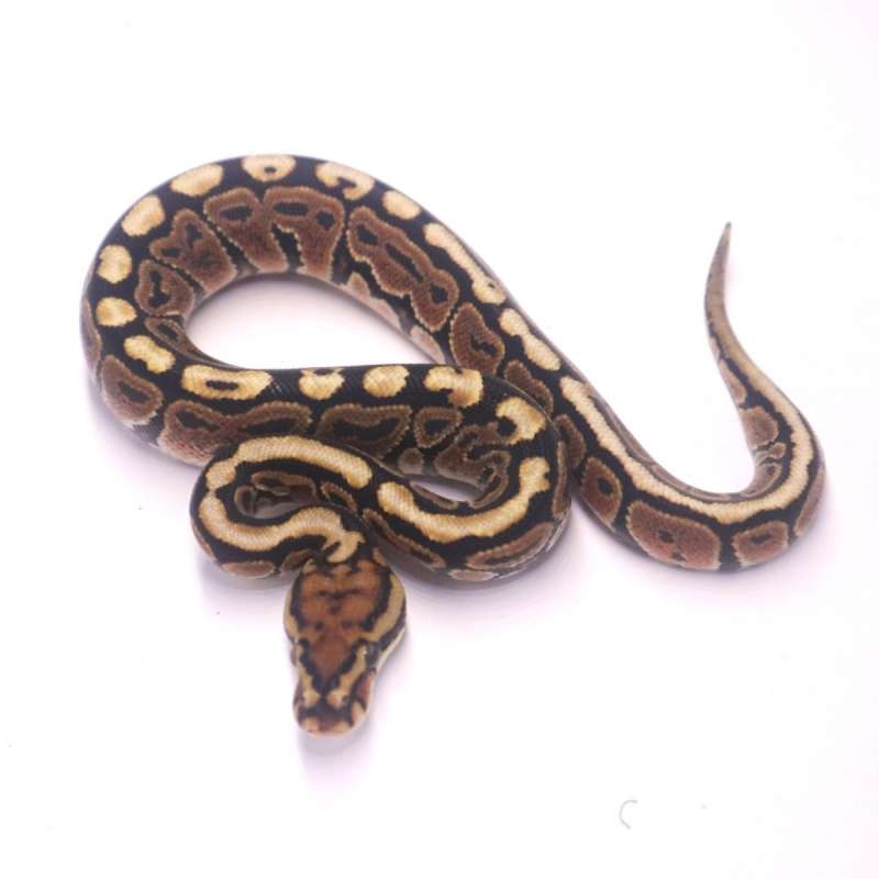 Spotnose special poss het clown monsoon