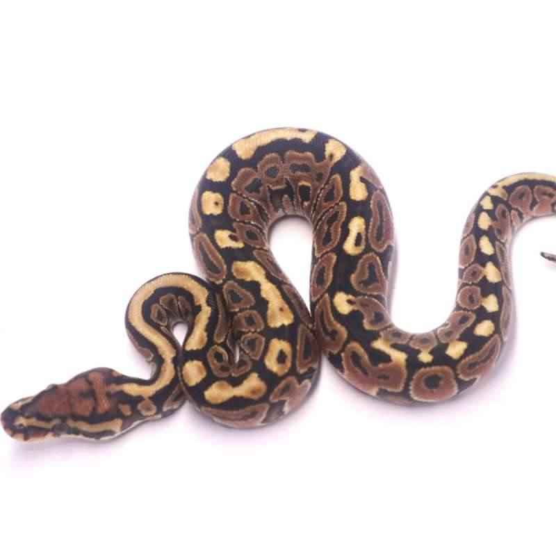 Spotnose special poss het clown monsoon