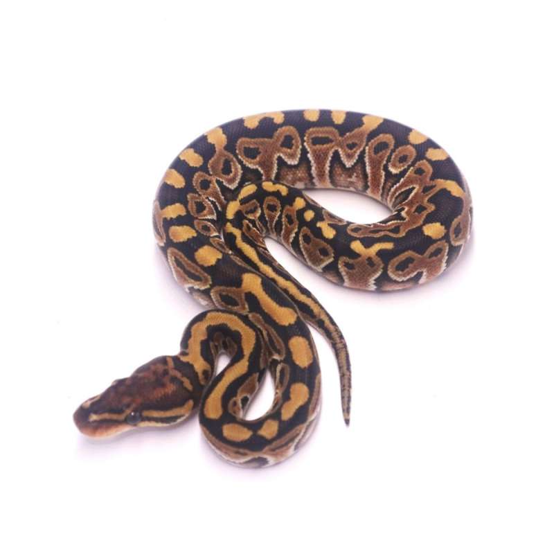 special poss het clown monsoon