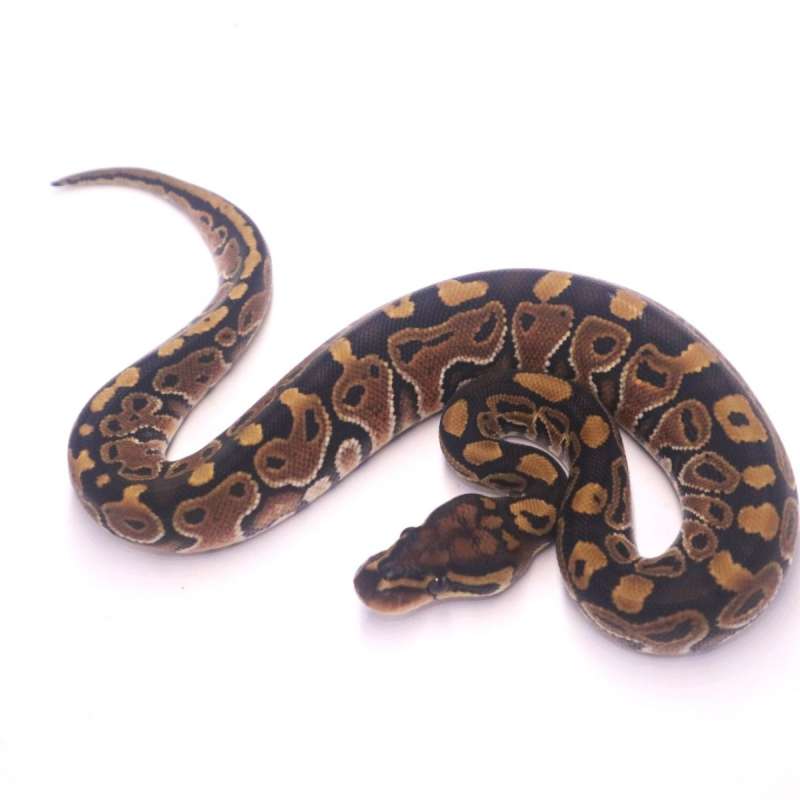 special poss het clown monsoon