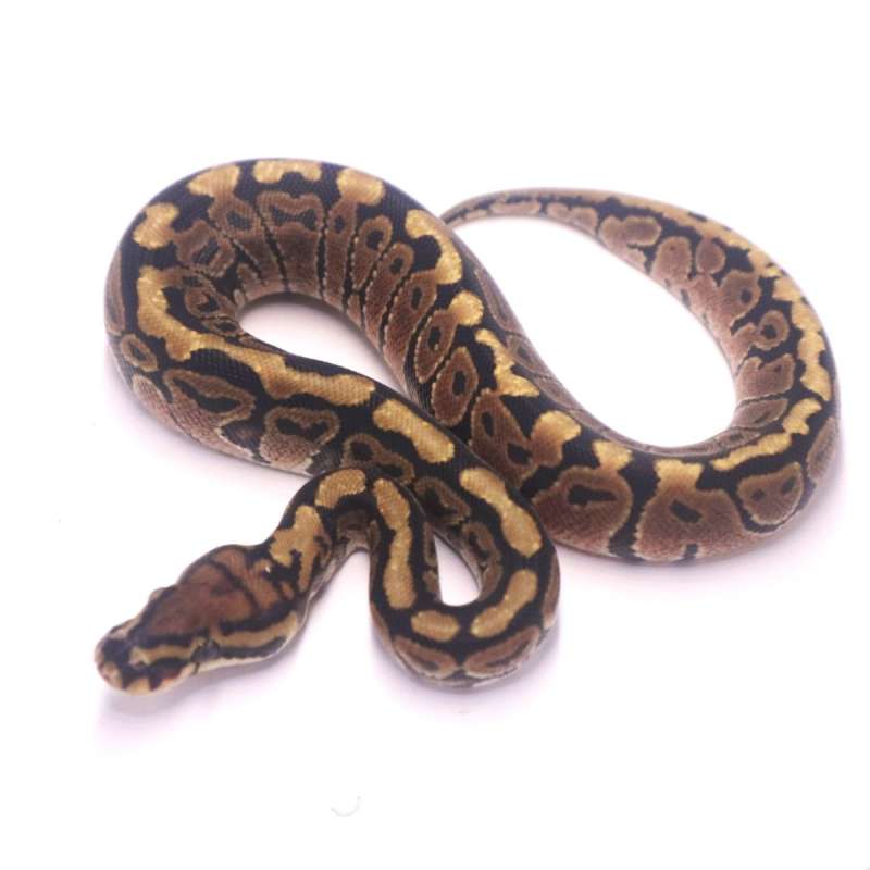 Spotnose poss het clown monsoon