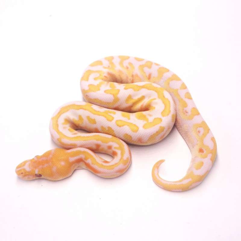 Spotnose confusion grail