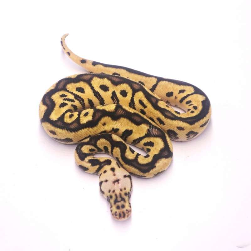 Pastel spotnose clown