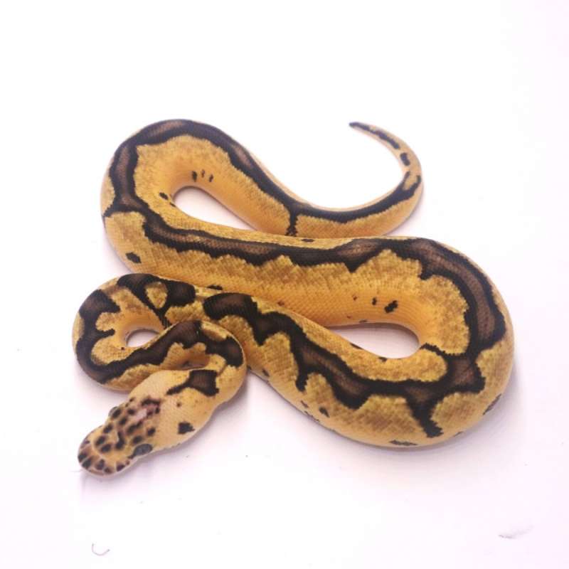 Pastel enchi clown
