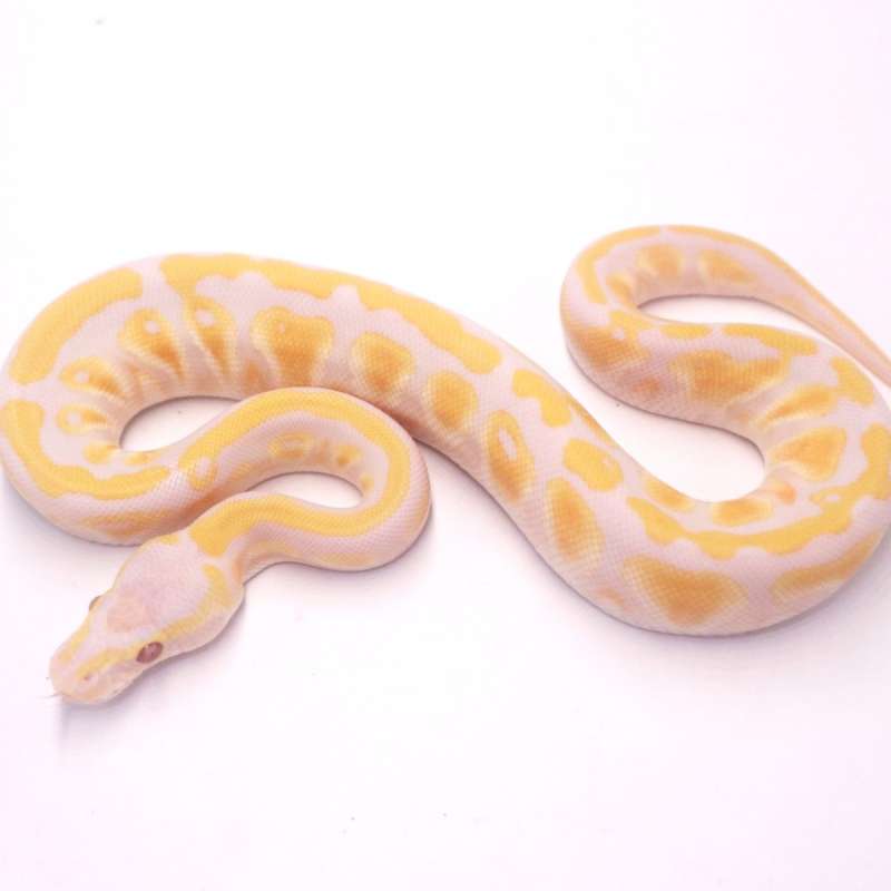 Pastel lavender het clown