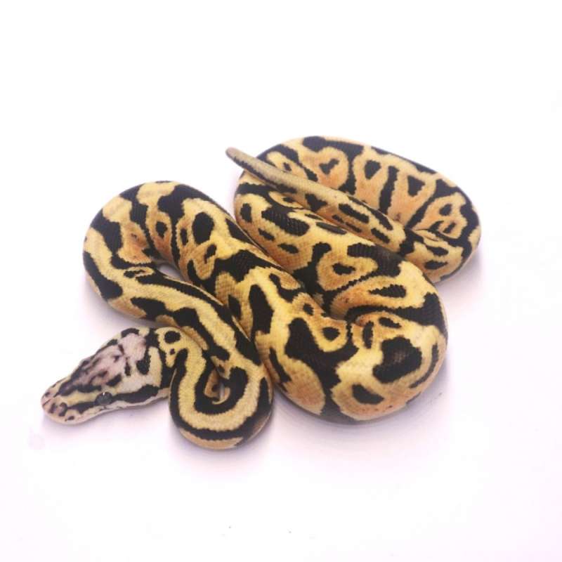 Pastel spotnose het clown