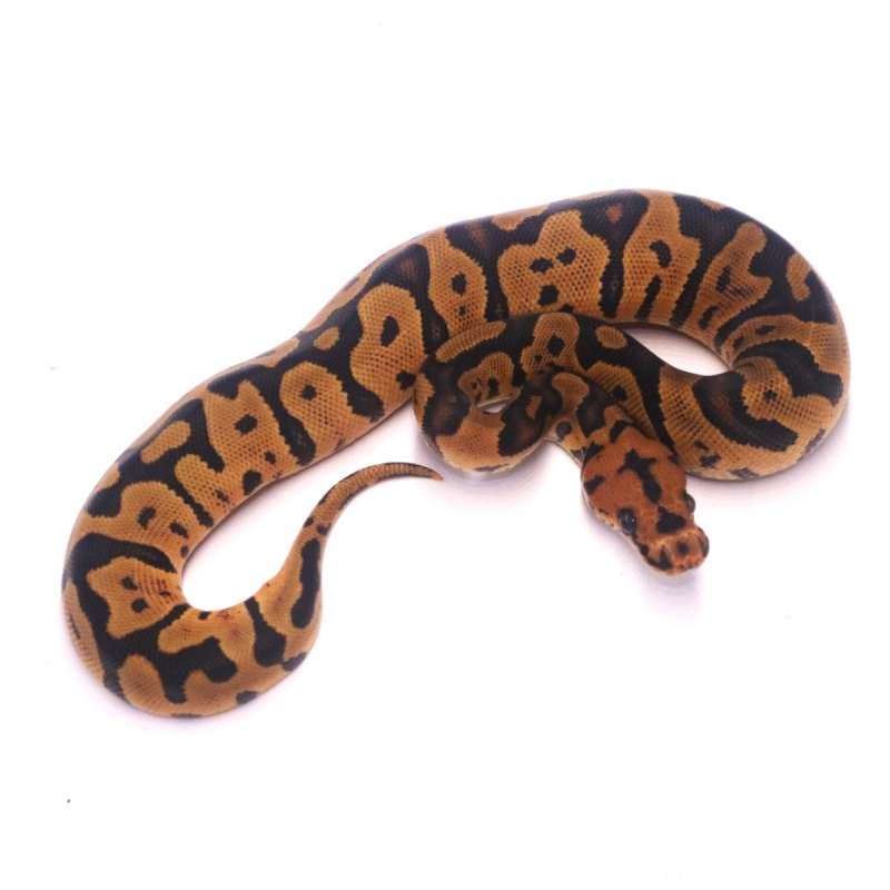 Confusion jaguar yellow belly clown