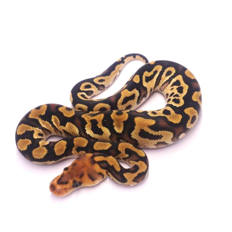 Cypress yellowbelly clown