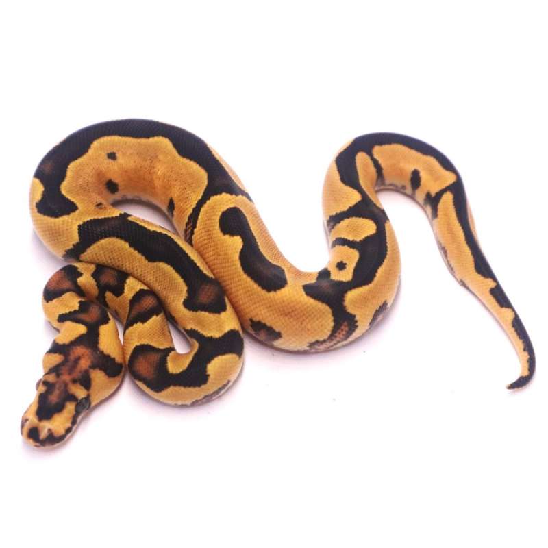 Orange dream yellow belly clown