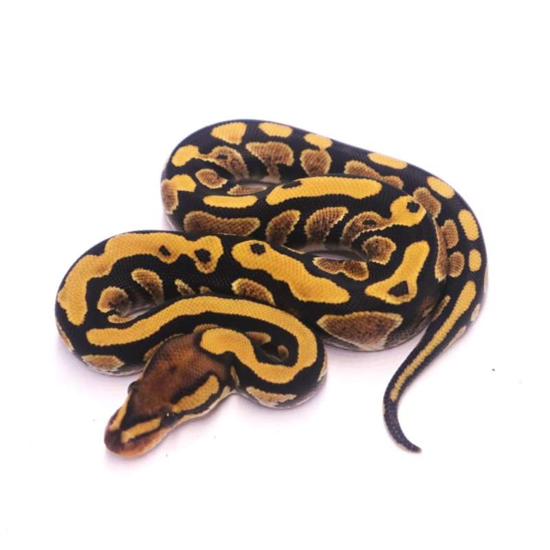 Cypress lace yellow belly poss het clown