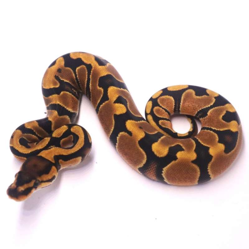Jaguar yellow belly het clown