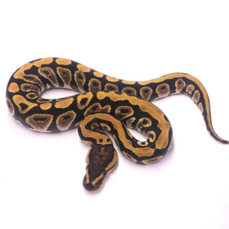 Cypress lace yellow belly het clown