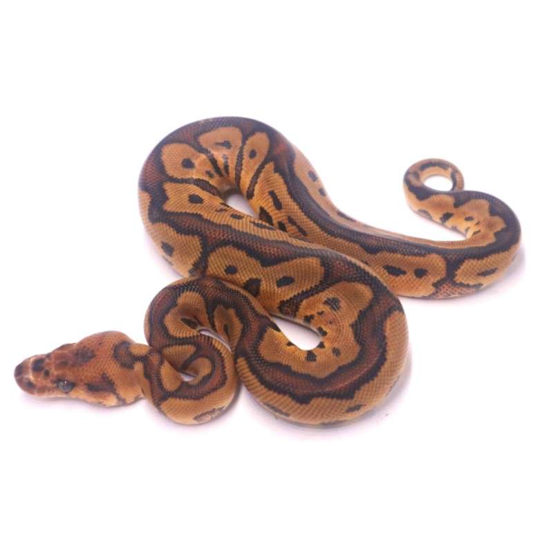 Red stripe yellow belly clown het desert ghost