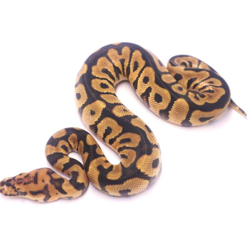 Spotnose redstripe clown het desert ghost
