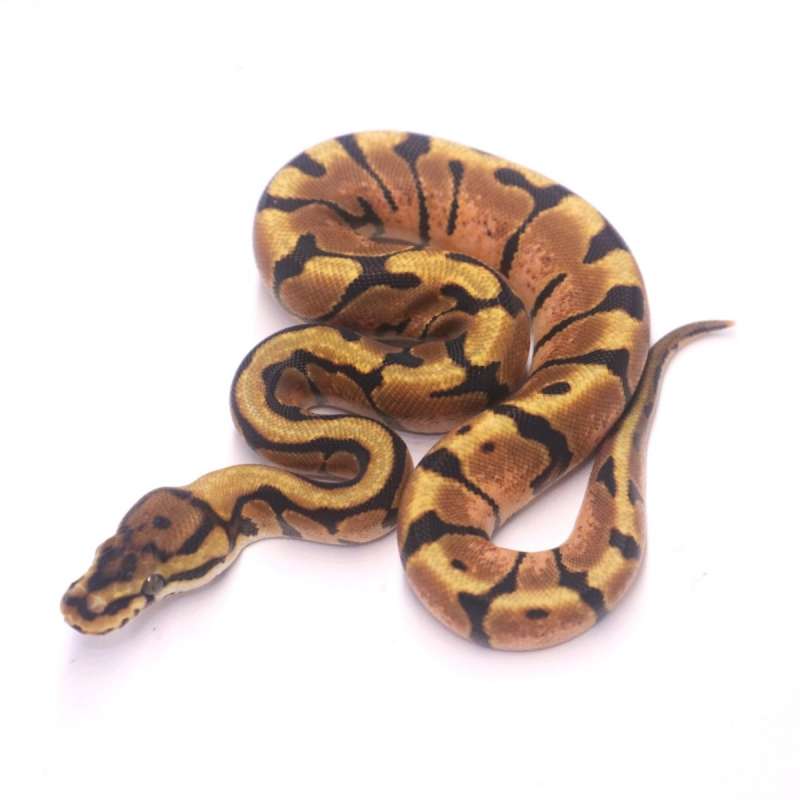 Spotnose enchi het desert ghost clown