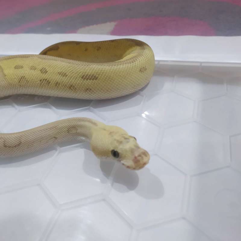 Ball Python Pastel Lesser Clown Het DG