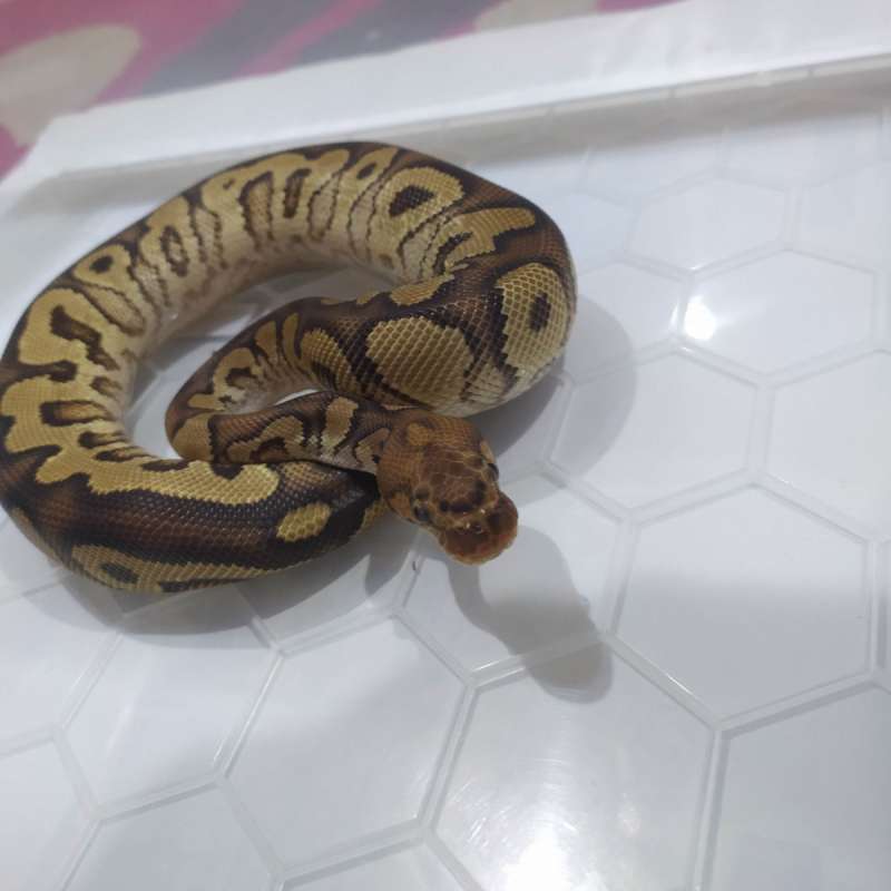 Ball Python YB Clown Het DG