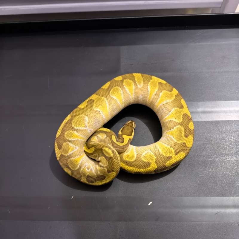 Lesser Enchi Het Clown