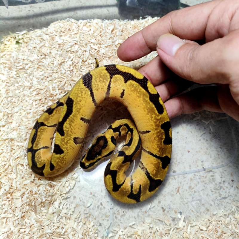 Super enchi het hypo