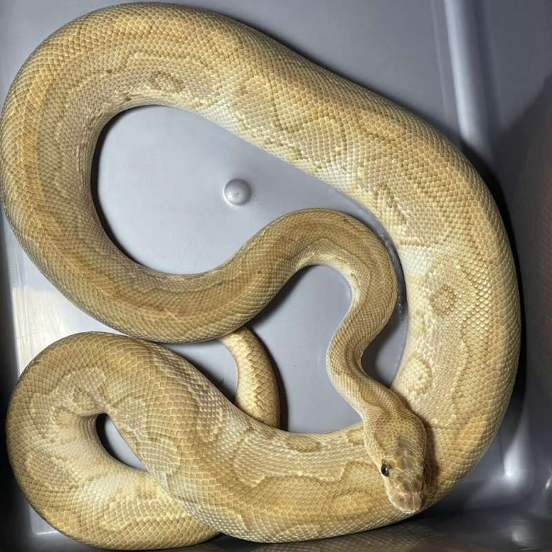 (PROVEN) RED STRIPE LESSER CLOWN