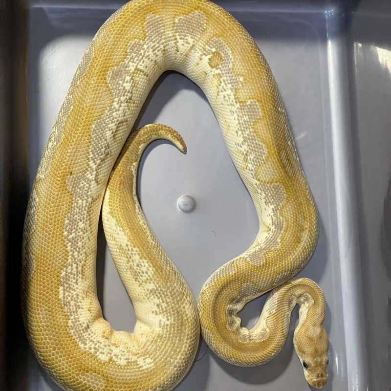 (PROVEN) BLACK PASTEL OD BUTTER CLOWN
