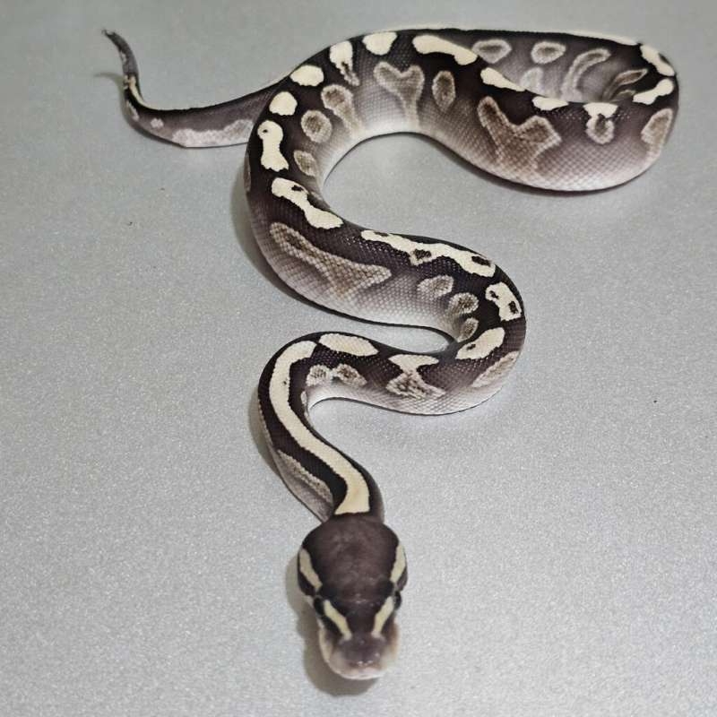 Ghi Lesser het Clown