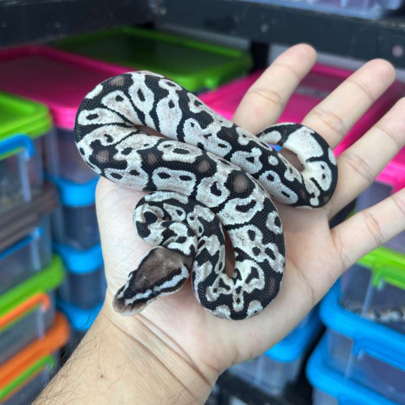 B Pastel Axanthic (TSK) ph Clown