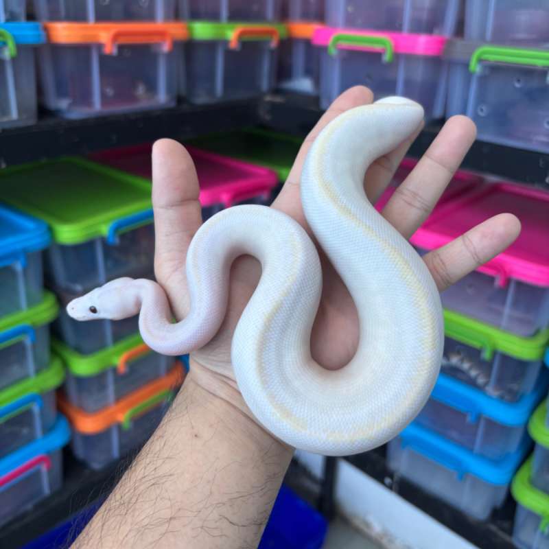 M Highway Champagne Banana