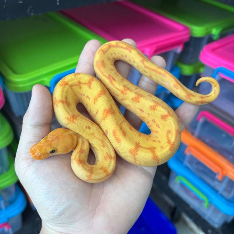 F Banana Pintripe Yellowbelly Clown