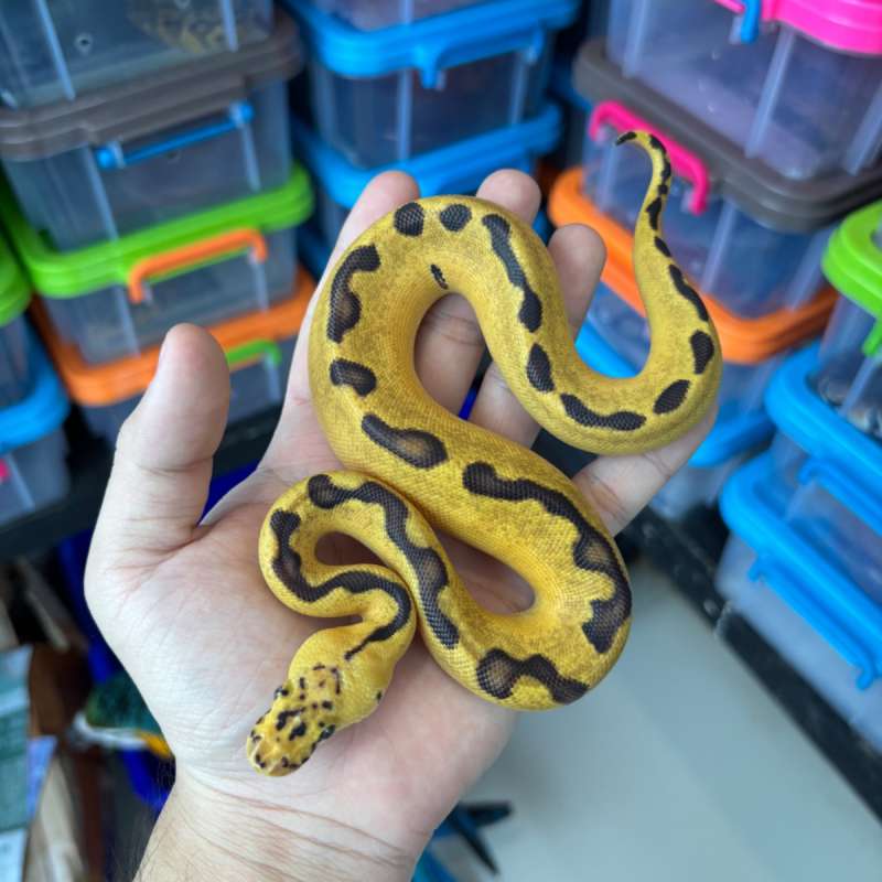 F Pastel Enchi Clown ph Lavender