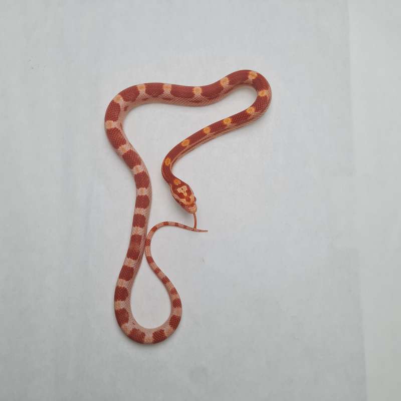 Amel Cube het Anery Strawberry