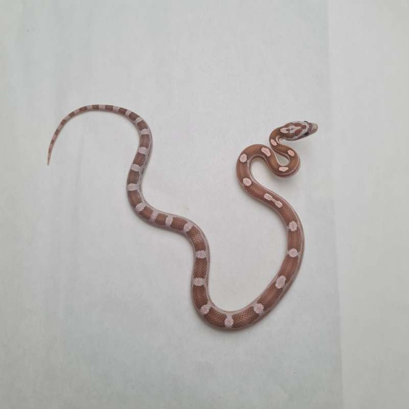 Anery Hypoberry Cube Het Amel