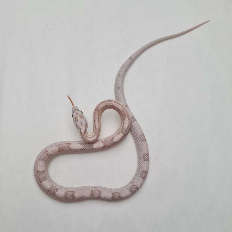 Ghost Sunspot het Strawberry