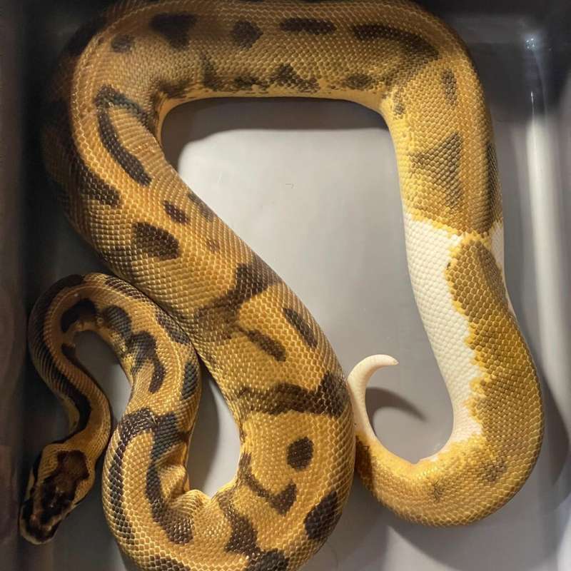 (PROVEN) ENCHI PASTEL PIED