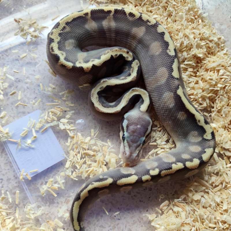 Hypo ghi mojave pastel