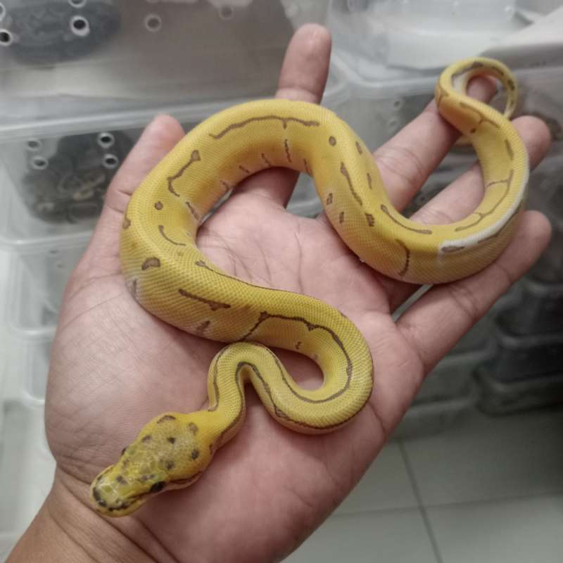 Super Enchi Pinstripe DG Hypo