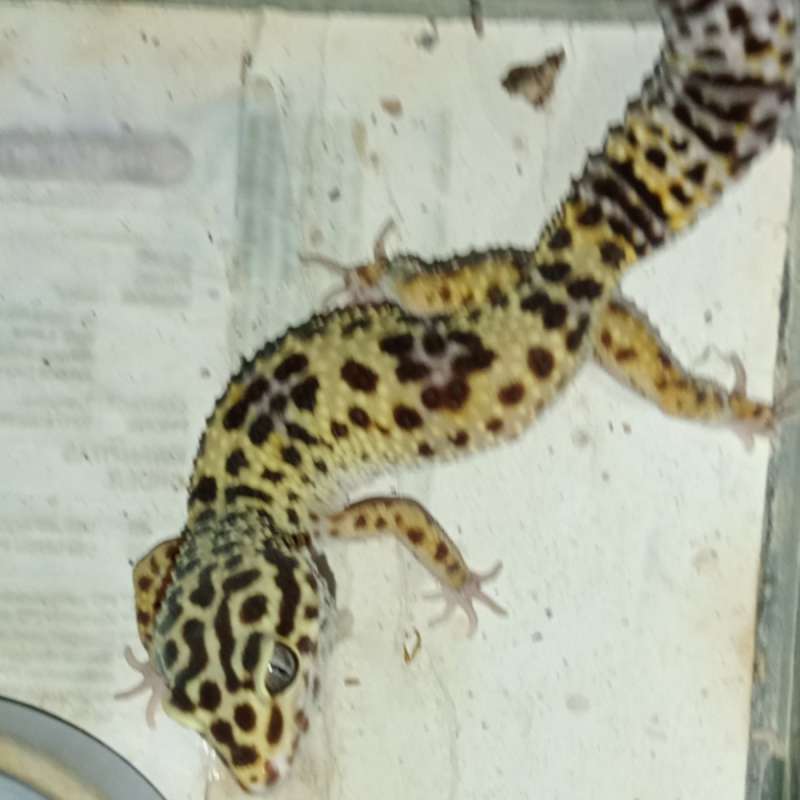 Gecko Female PH Amber