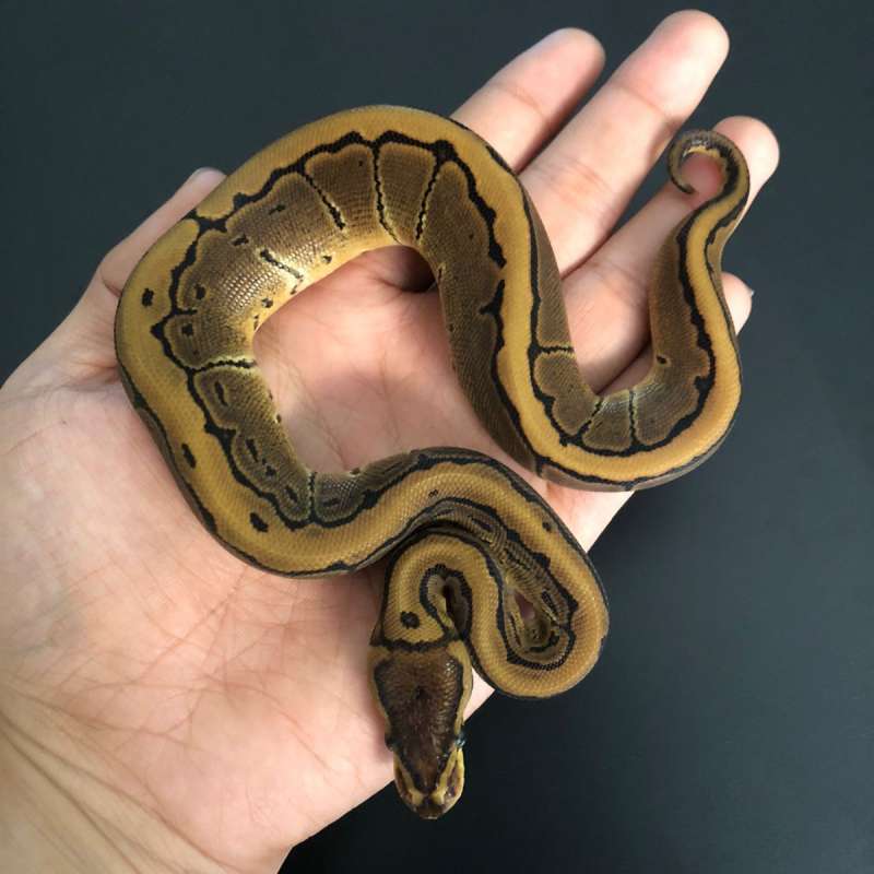 Pinstripe het pied