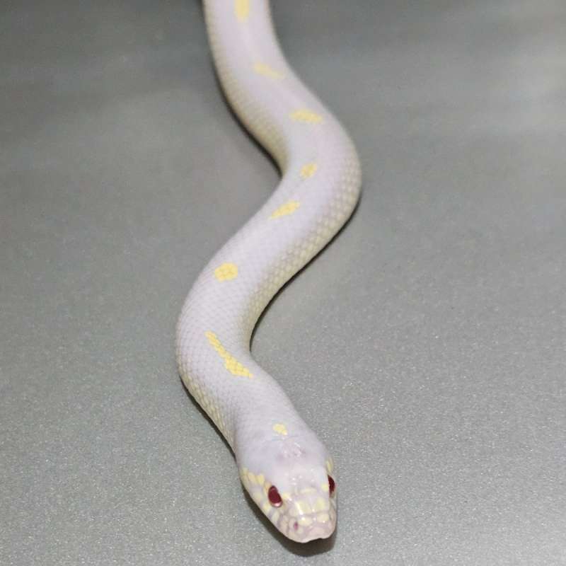 [Proven] Ks California Albino Dotdash