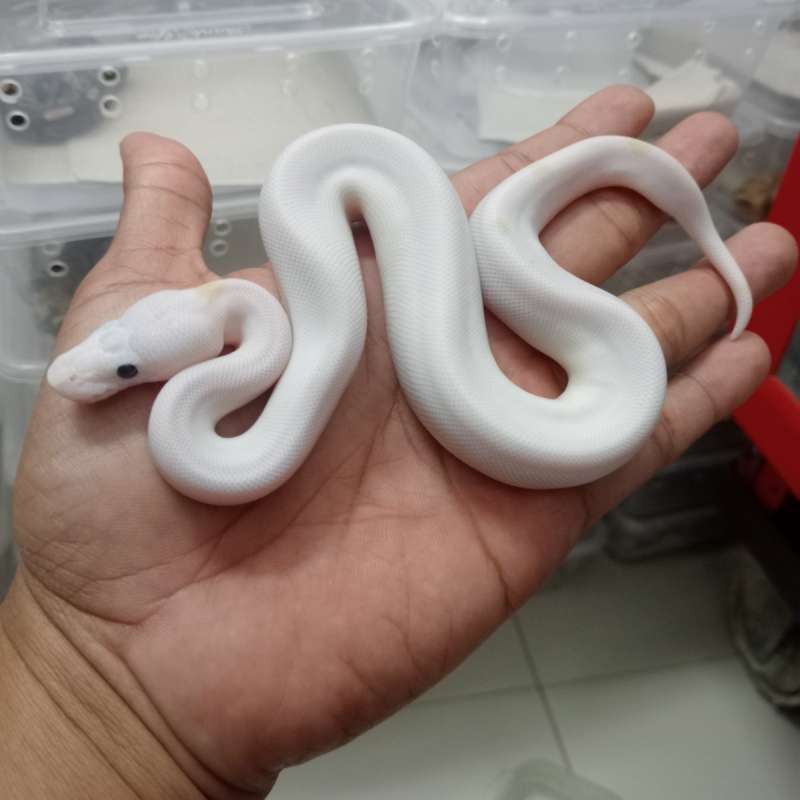 Leucistik Super Fire