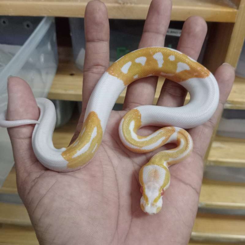 Albino Pied