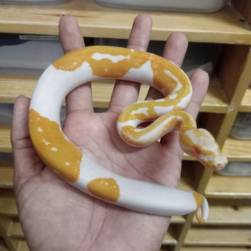 Albino Pied