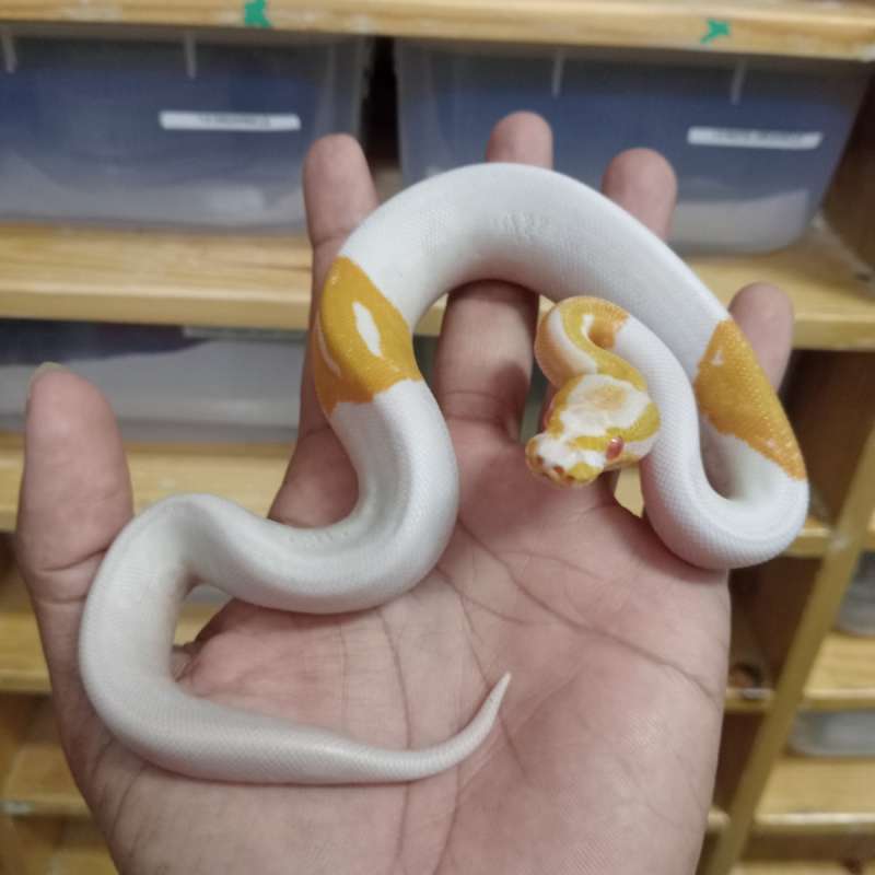 Albino Pied