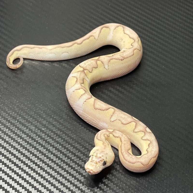 Dg clown pastel lesse