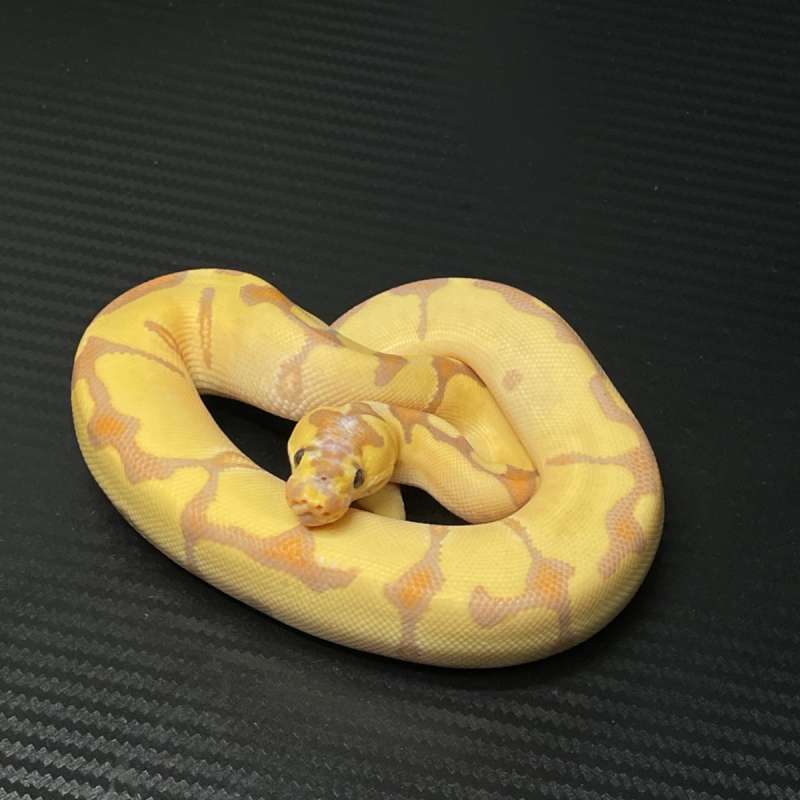 Banana enchi blade clown f