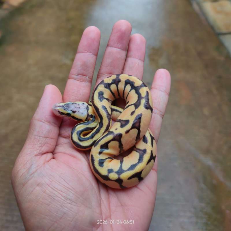 Baby ball python Pastel Enchi BP unsex